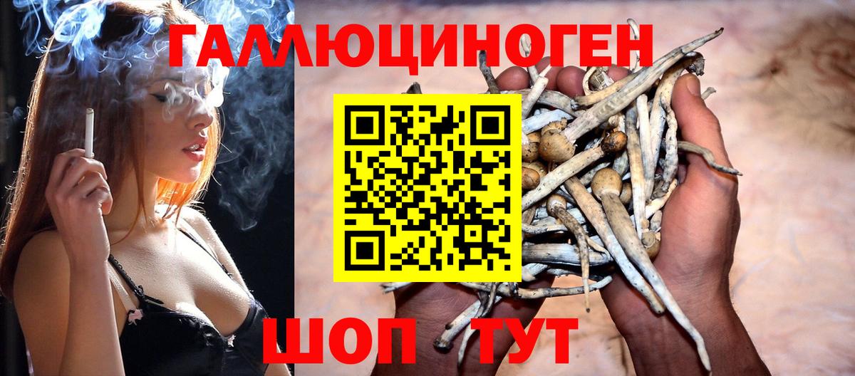 Амурск  Псилоцибиновые грибы Psilocybine cubensis  Вход с VPN 